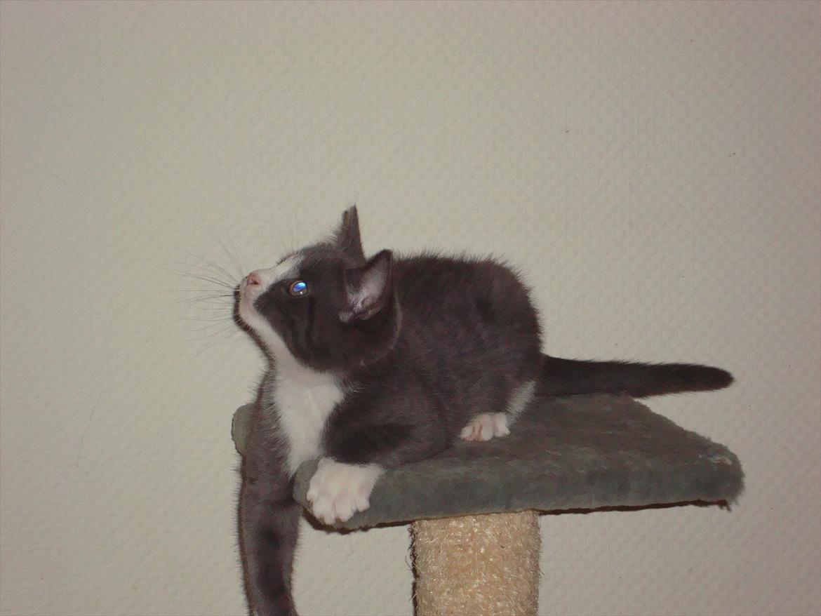 Huskat Mulle billede 16