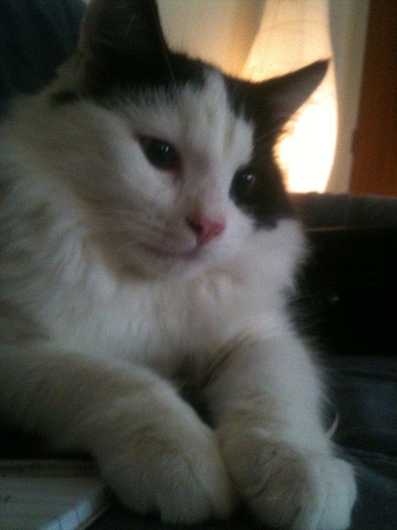 Huskat / Norsk skovkat.  Ozzy<3 billede 3