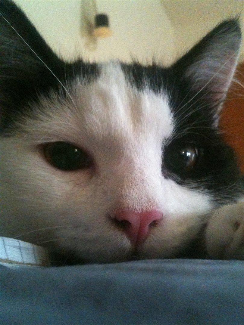 Huskat / Norsk skovkat.  Ozzy<3 billede 4