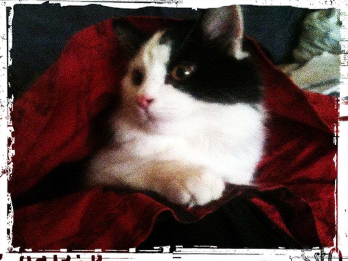 Huskat / Norsk skovkat.  Ozzy<3 billede 2