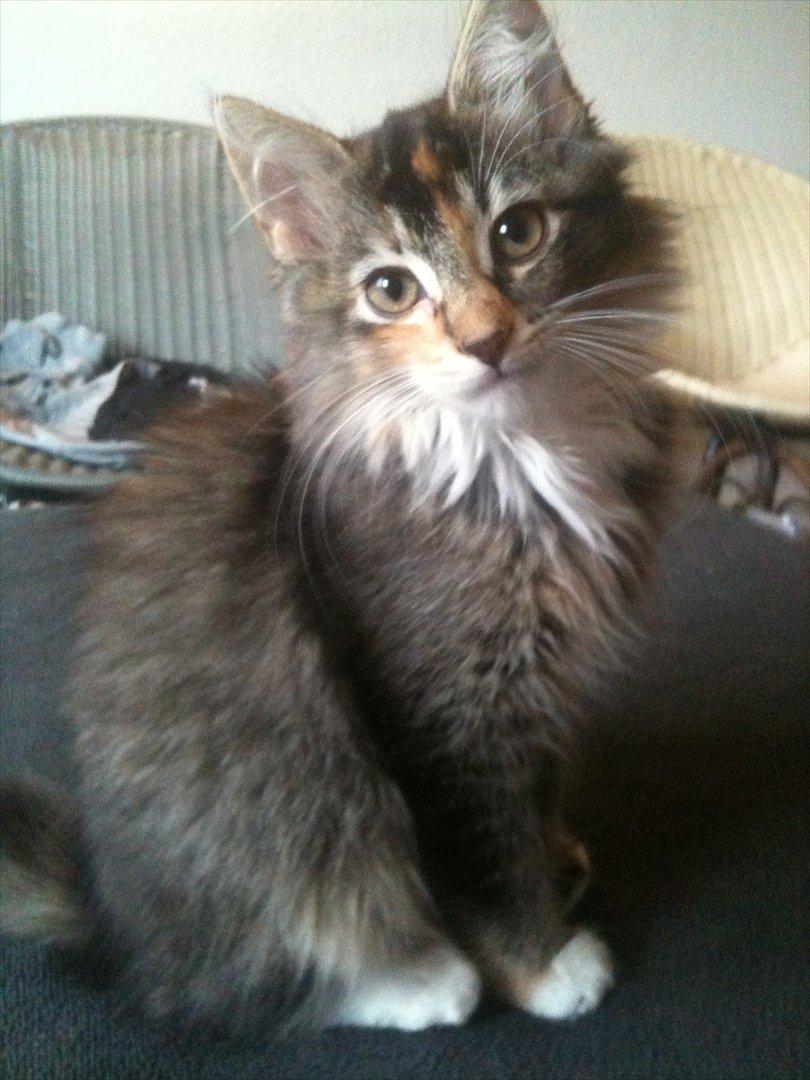 Huskat / Maine Coon Diva billede 12