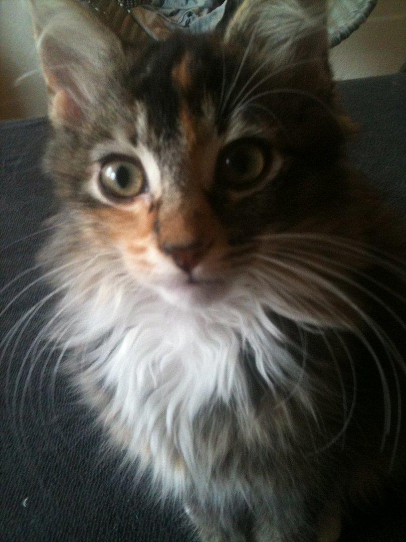 Huskat / Maine Coon Diva billede 13