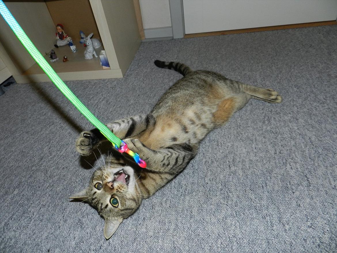 Blanding af racer Fritz "Supermissen! (:" - En legesyg mis :D billede 13