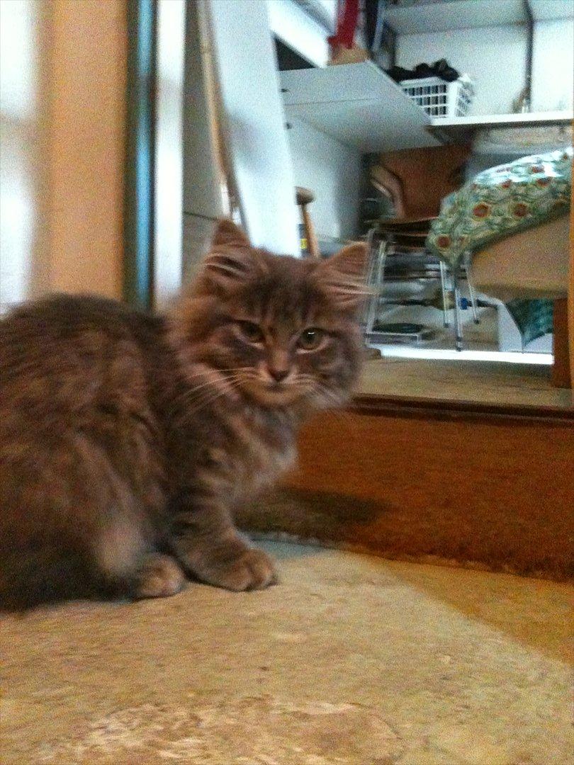 Blanding af racer Alma billede 1