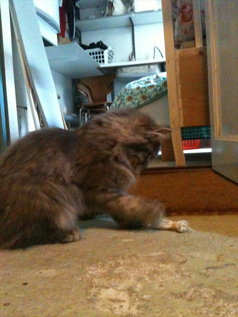 Blanding af racer Alma billede 3