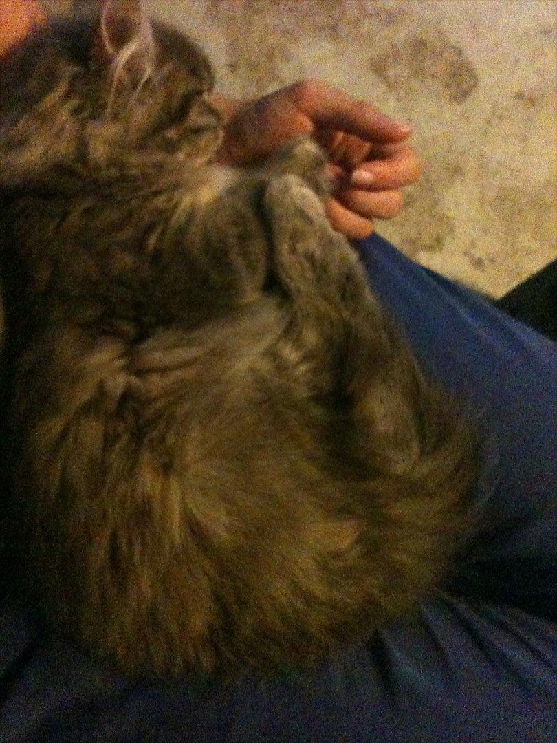 Blanding af racer Alma billede 5