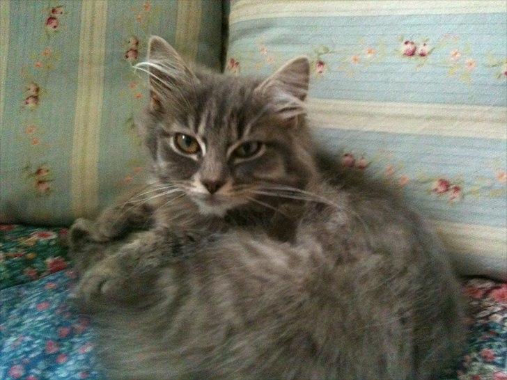 Blanding af racer Alma billede 6