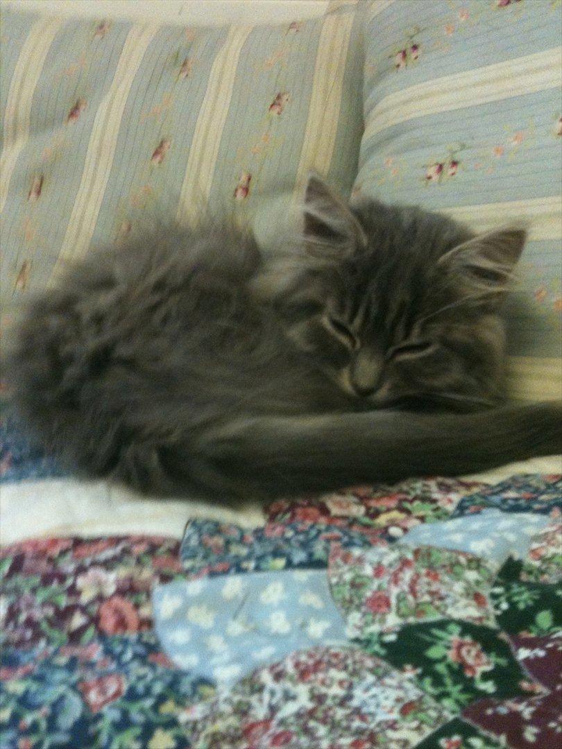 Blanding af racer Alma billede 7