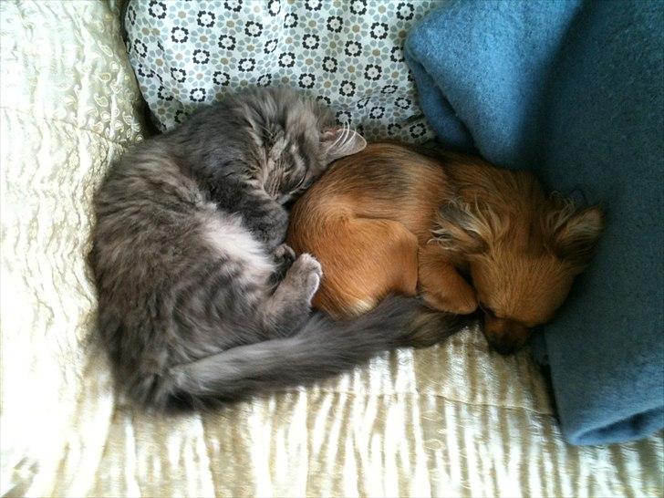 Blanding af racer Alma - Alma putter med Mille billede 8