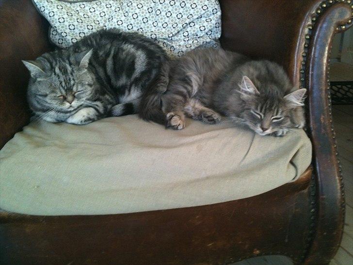 Blanding af racer Alma - Alma putter med Fiona billede 9