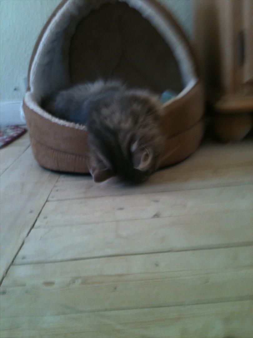 Blanding af racer Alma - Når Alma sover, så sover hun i sin kurv billede 10