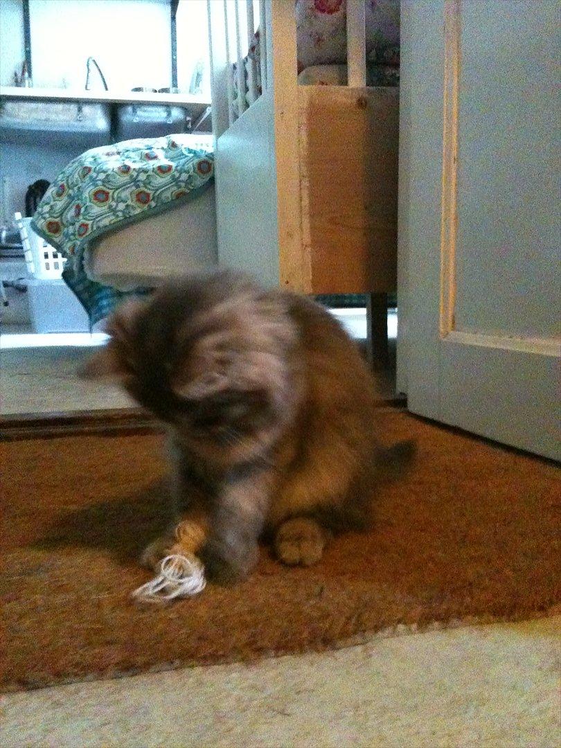 Blanding af racer Alma billede 4