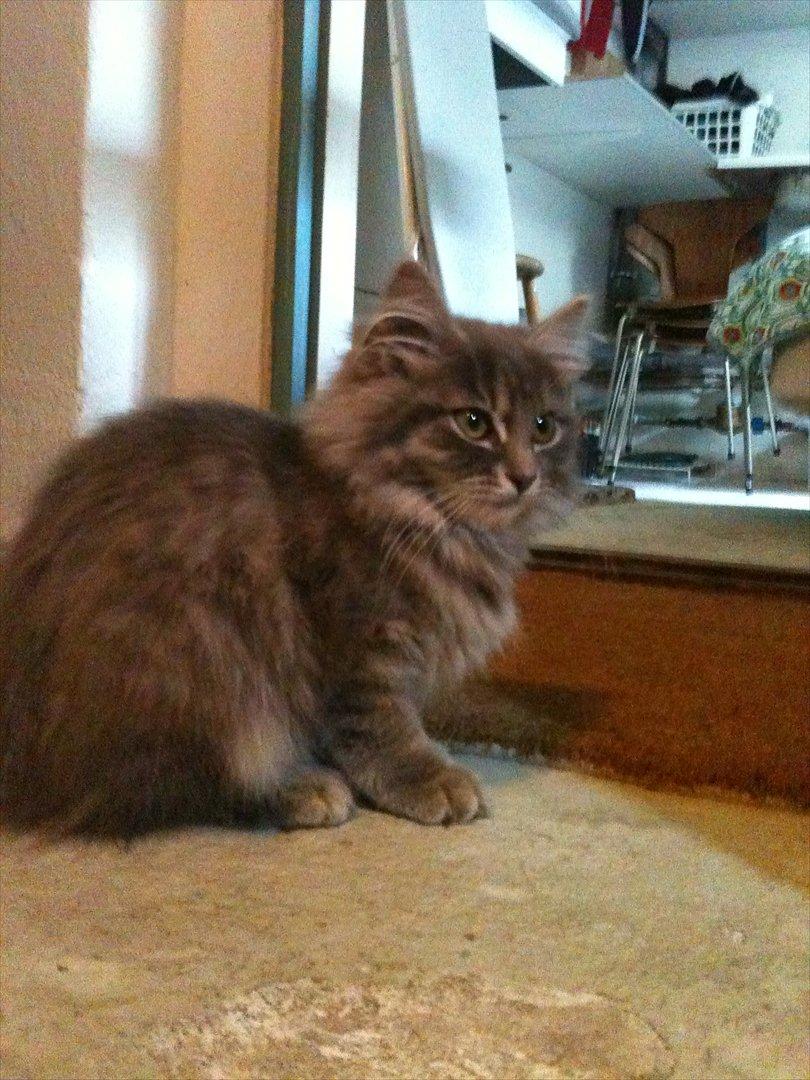 Blanding af racer Alma - Alma er lige ankommet til sit nye hjem billede 2