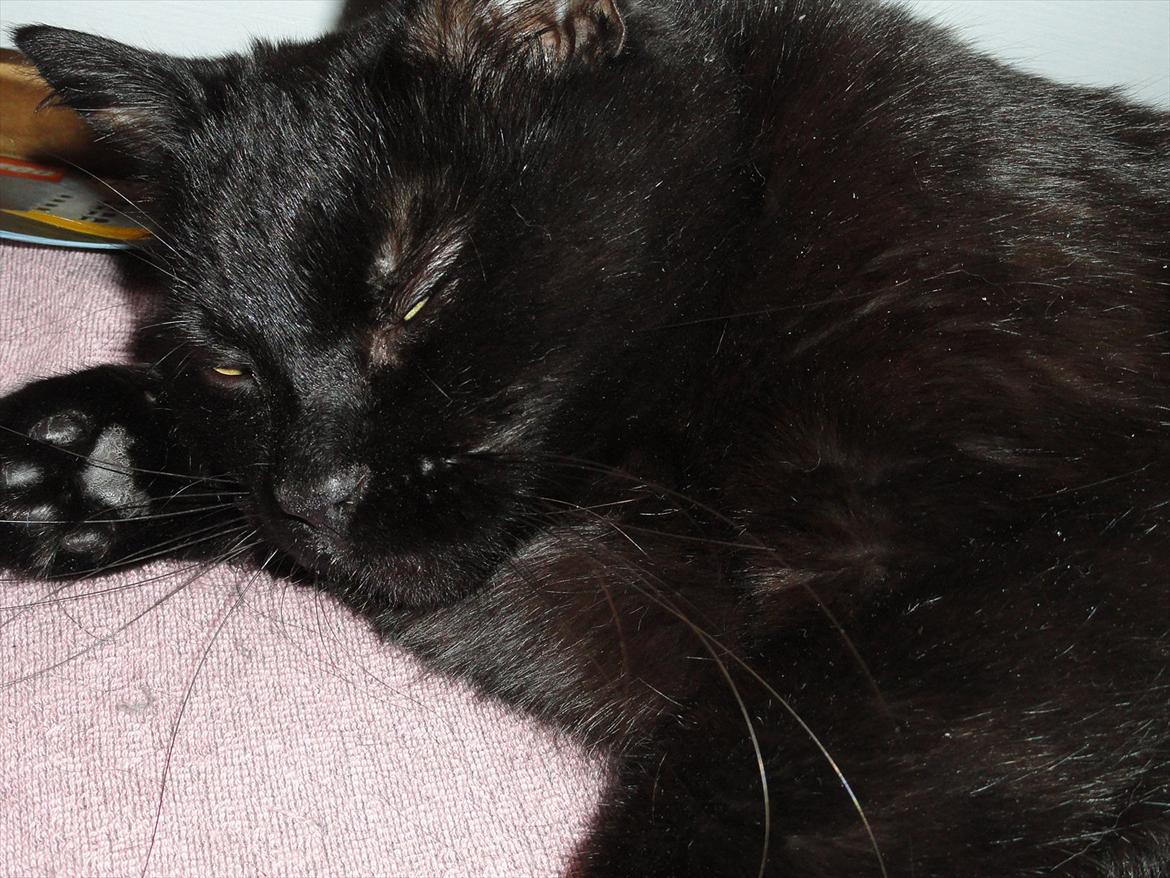 Blanding af racer Blackie<3 My Soulmate! - Dovne lille Blackie mus..<3 billede 2