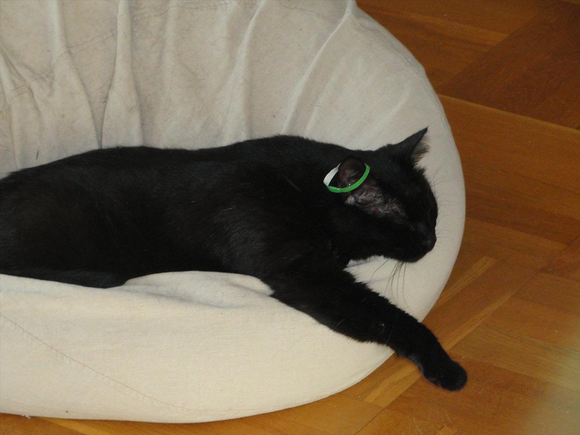 Blanding af racer Blackie<3 My Soulmate! - Blackie og 'hans pude' :P billede 3