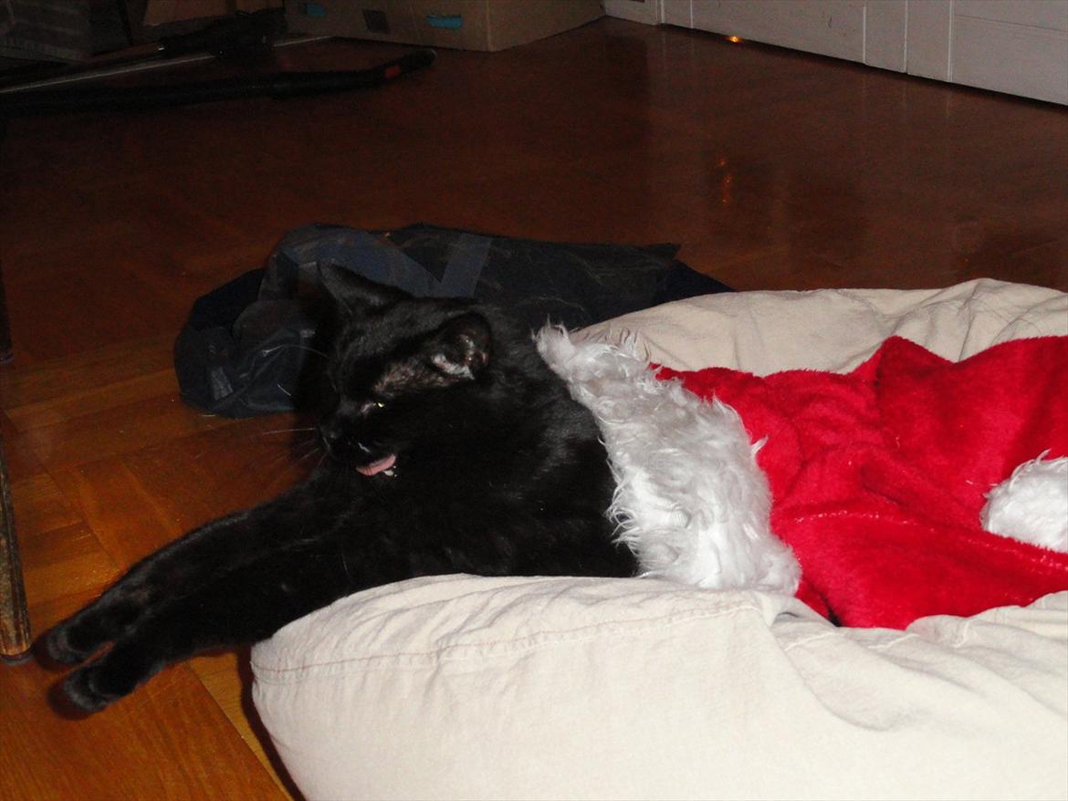 Blanding af racer Blackie<3 My Soulmate! - 'Nu det jul igen og.. gaaab...' :D billede 4