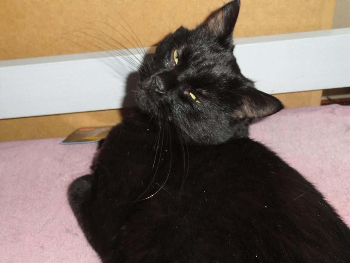 Blanding af racer Blackie<3 My Soulmate! - Amen goddav bette Blacks :P<3 billede 5