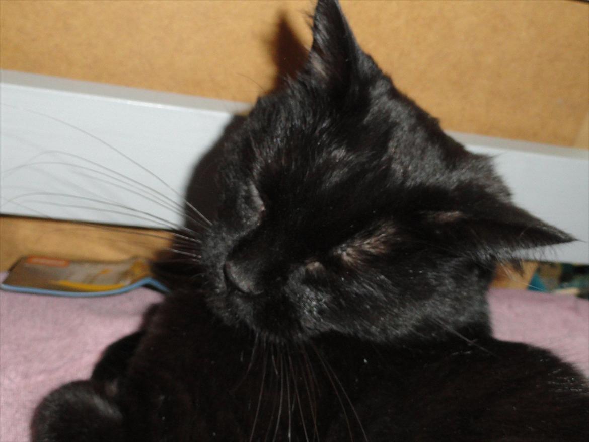 Blanding af racer Blackie<3 My Soulmate! - Dovne.. d: billede 6