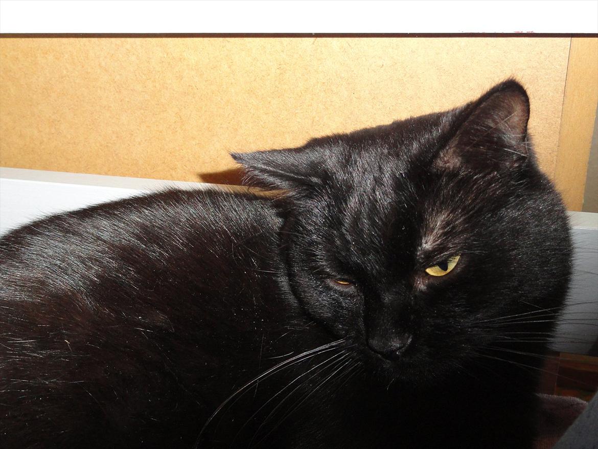 Blanding af racer Blackie<3 My Soulmate! - Er man lidt træt? :D billede 7