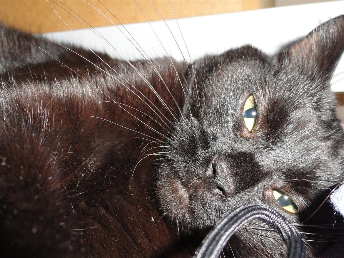 Blanding af racer Blackie<3 My Soulmate! - Nurh din lille dovenskid... :D <333 billede 8