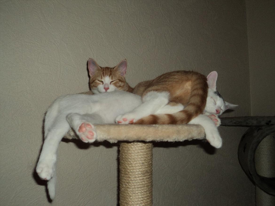 Blanding af racer Kato - Jah, man kan vel ligge her begge to hvis man bare prøver :D billede 12