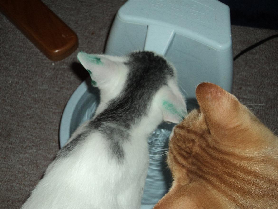 Blanding af racer Kato - Lige været hos dyrlægen, så har fået grønne ører :-/ billede 14