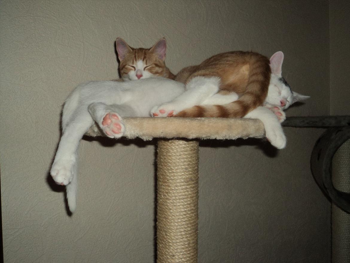 Huskat Garfield (Gaffe) R.I.P. - Når lillebror har taget MIN plads, så er det jo godt at man kan ligge sig ovenpå ham!! billede 16