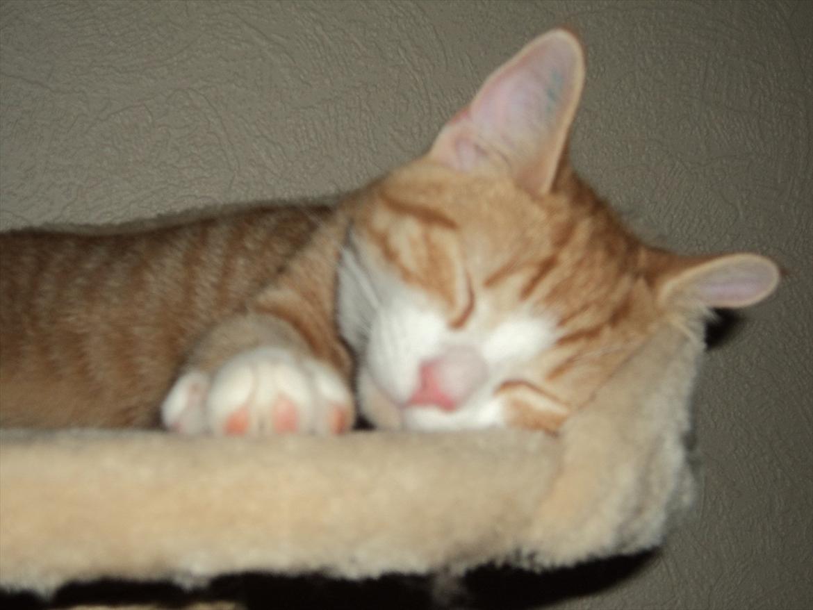 Huskat Garfield (Gaffe) R.I.P. - Jeg er såååååå nuttet - og jeg ved det! :) billede 17