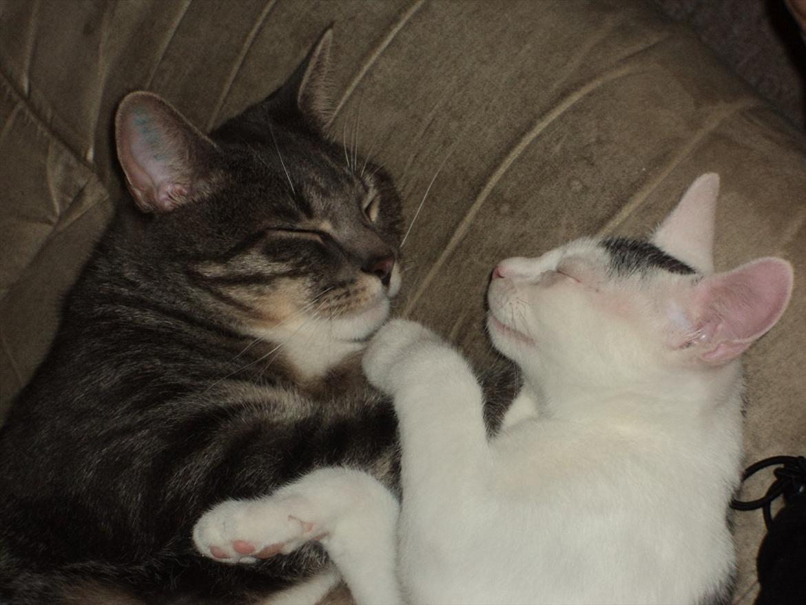 Huskat Zig Zag (Basse) - lillebror Kato vil altid ligge tæt, og jeg nyder det rigtig meget :) Men indimellem måtte han altså gerne give mig lidt plads for mig selv - men så går jeg bare ;) billede 18