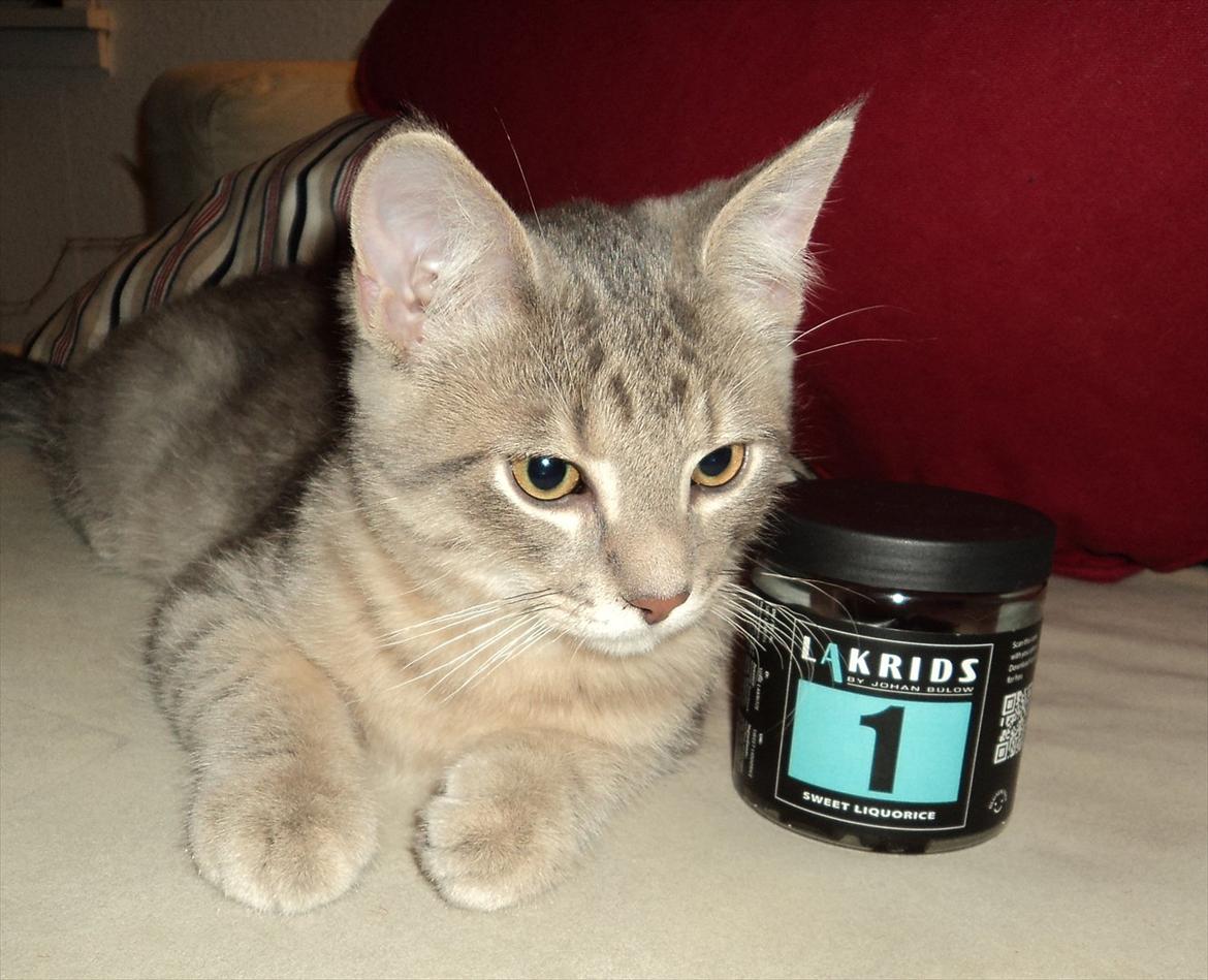 Huskat Smokey Sultan - Velkomen til :-) billede 1