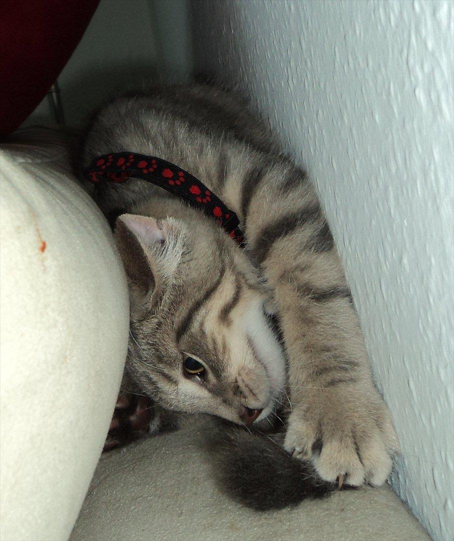 Huskat Smokey Sultan - Han op dagede lige - igen - sin egen hale hehe...  billede 2