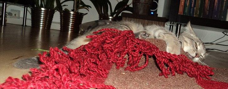 Huskat Smokey Sultan - Tæppet skal jævnligt sættes på plads og det sørger Smokey ganske effektivt for. billede 3