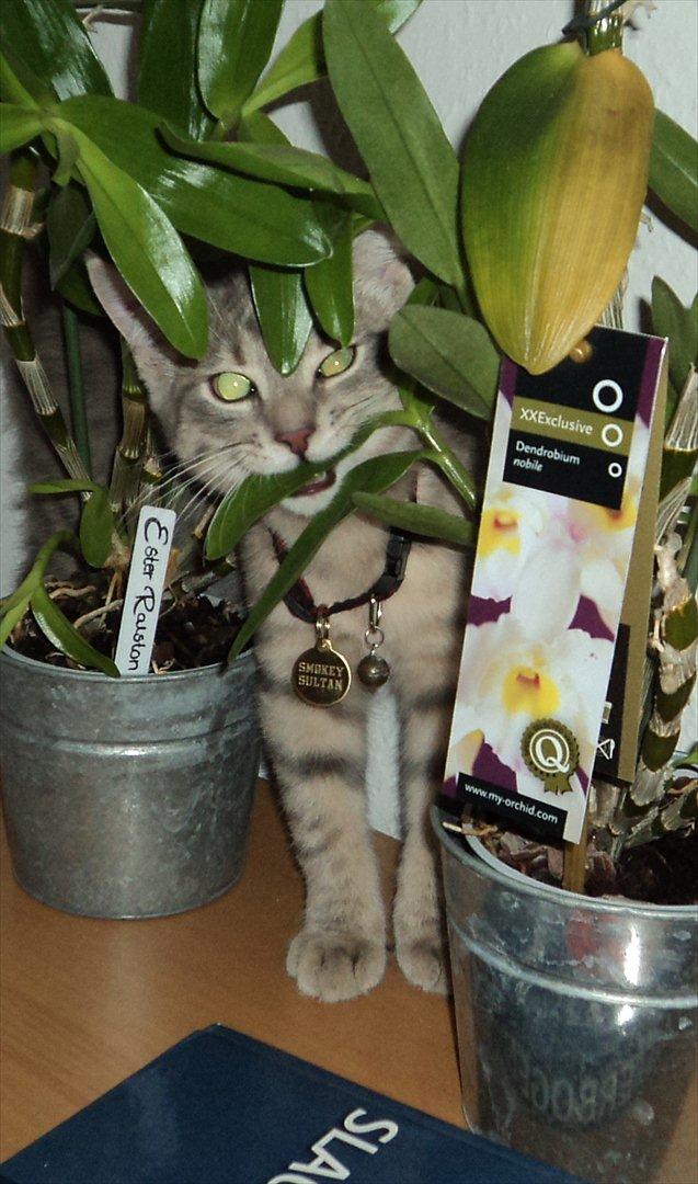 Huskat Smokey Sultan - Smokey imellem de planter som vi ellers var blevet enig om at han ikke måtte lege med.  billede 4
