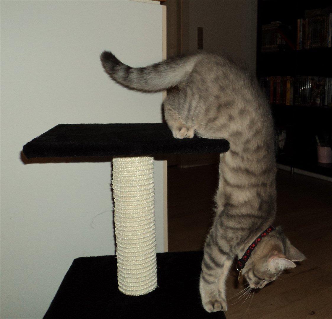 Huskat Smokey Sultan - Ved ikke lige hvad han egentlig havde tænkt sig her ? billede 5