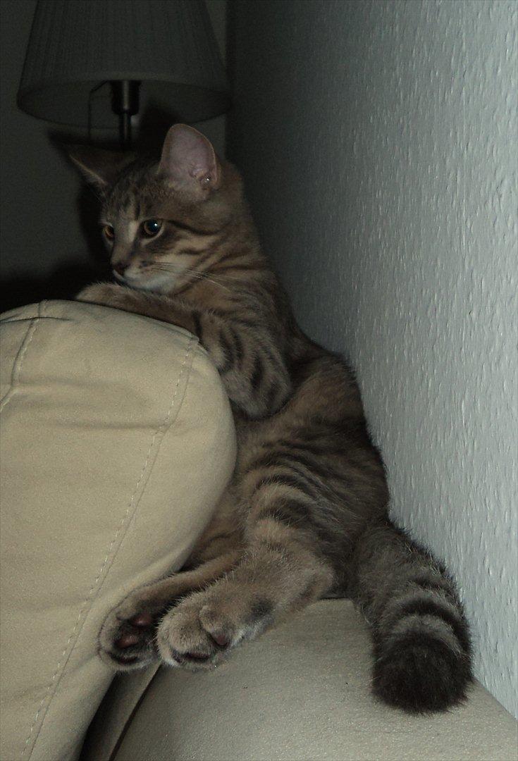 Huskat Smokey Sultan - Et af favoritstederne i en af favoritpositionerne billede 6