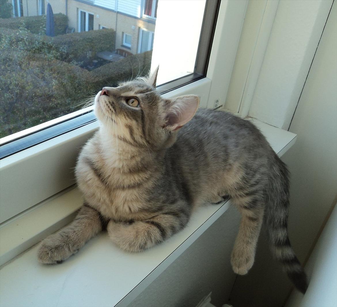 Huskat Smokey Sultan - Han er vild med vindueskarmene selvom de måske liiige er 5 cm for smalle til ham.  billede 7