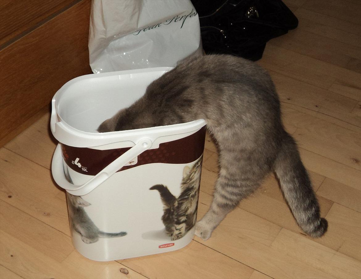 Huskat Smokey Sultan - Den nye foderspand mente han var en spritny All-YouCan-Eat-Buffet. Det var ret komisk hehe...  billede 8