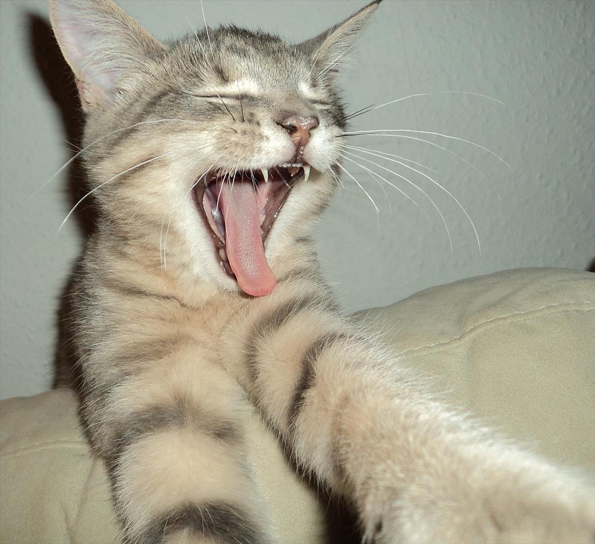 Huskat Smokey Sultan - Se lige mine fine tænder :-D billede 9