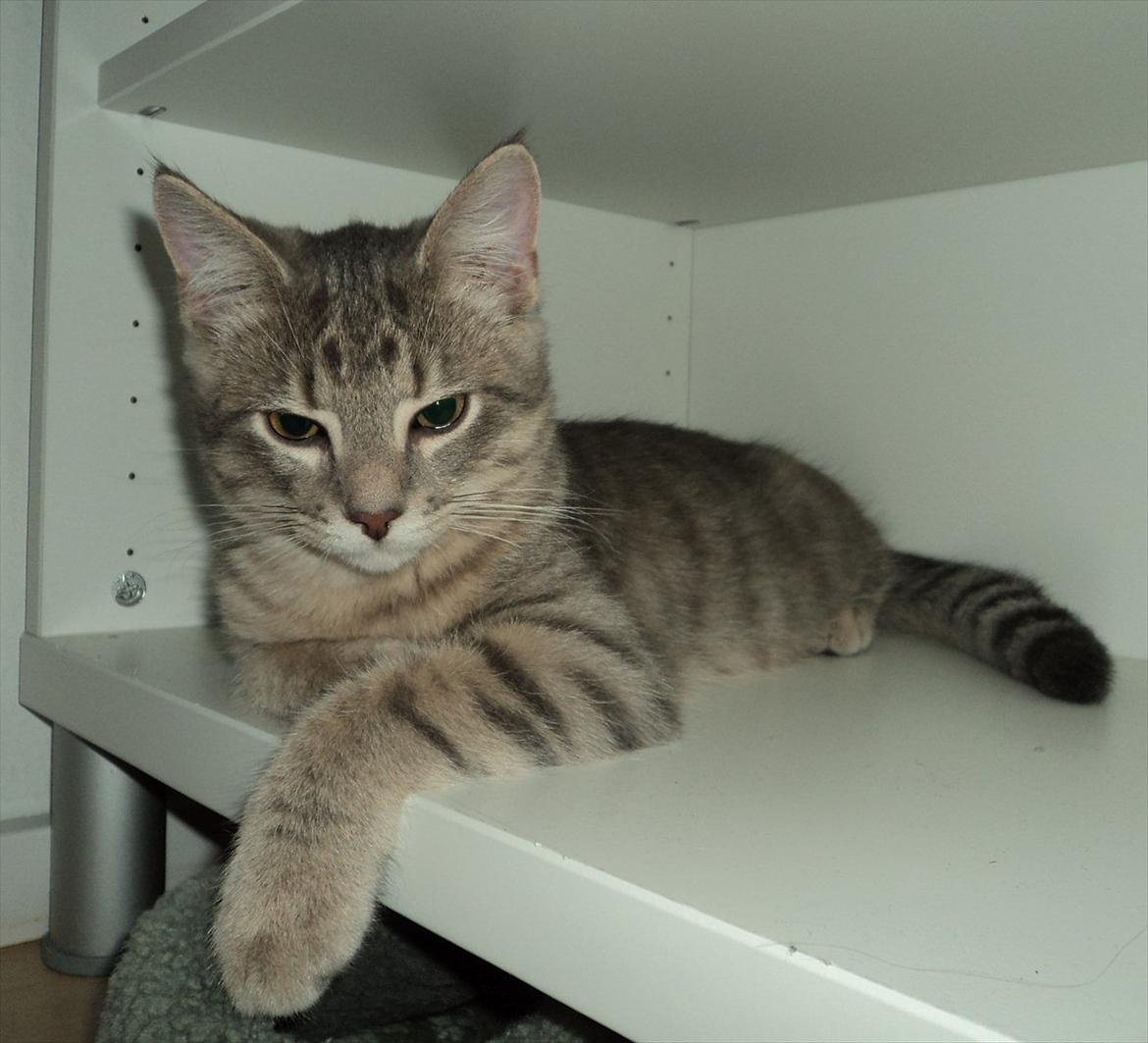 Huskat Smokey Sultan - Hylden i mors skab er ret fed! billede 10