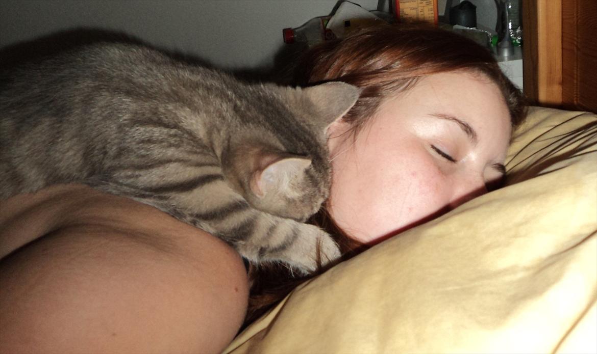 Huskat Smokey Sultan - Ja han har altså et eller andet med mit hår. Han er vild med det!  billede 11