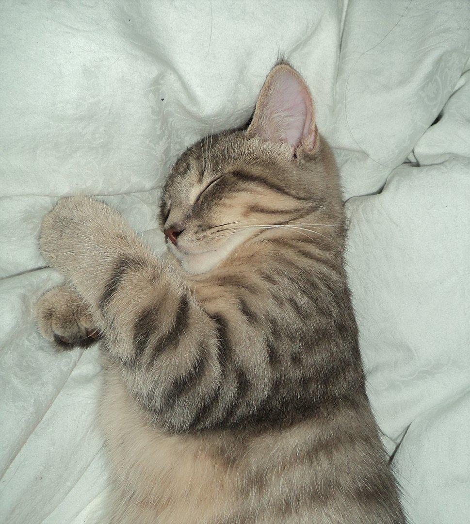 Huskat Smokey Sultan - Puttesove-missen...  billede 12