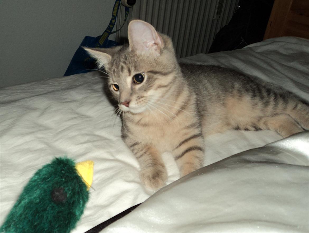 Huskat Smokey Sultan - MOOOOAR!! Den kigger på mig!!! billede 14