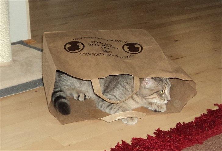 Huskat Smokey Sultan - Papirsposen var ret spændende og sagde nogle fantastiske lyde billede 15