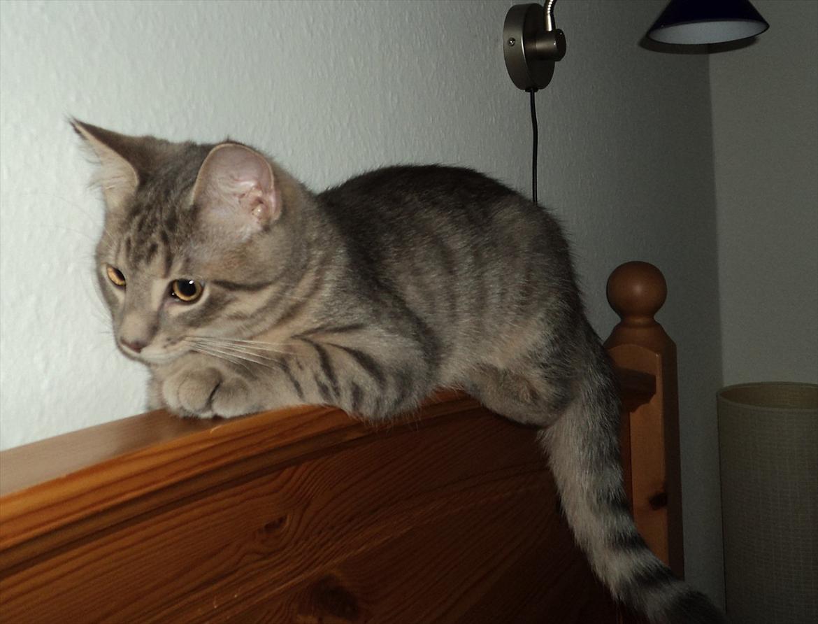 Huskat Smokey Sultan - Vi holder lige udkig billede 17