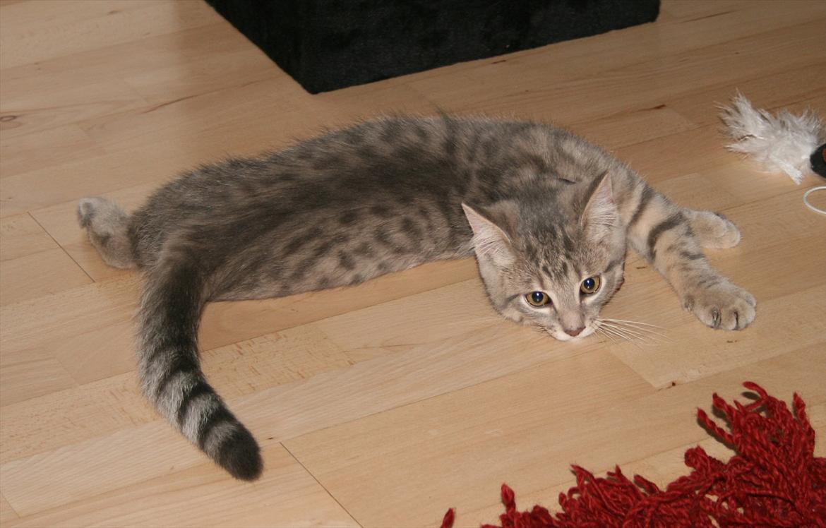 Huskat Smokey Sultan - Hej mor billede 18