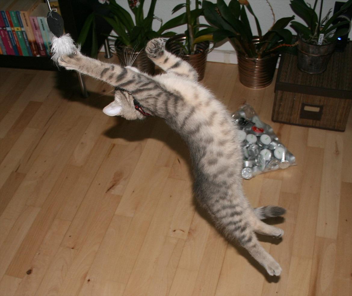 Huskat Smokey Sultan - Han går til store længder for at fange musen billede 20