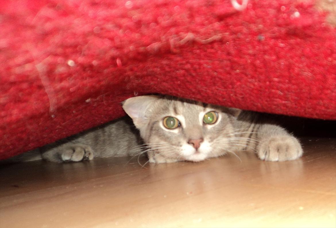 Huskat Smokey Sultan - Han legede vist med nogle af de nullermænd der er under tæppet. Ret morsomt!  billede 19