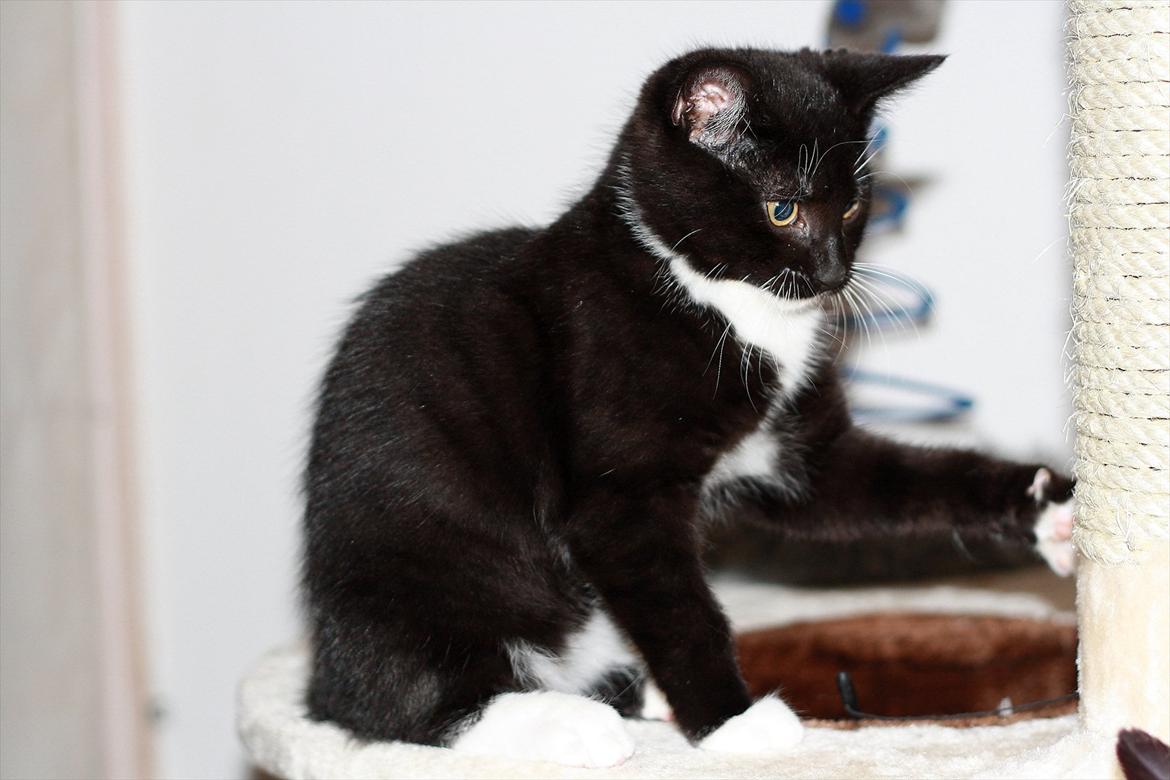 Blanding af racer Cossie billede 6