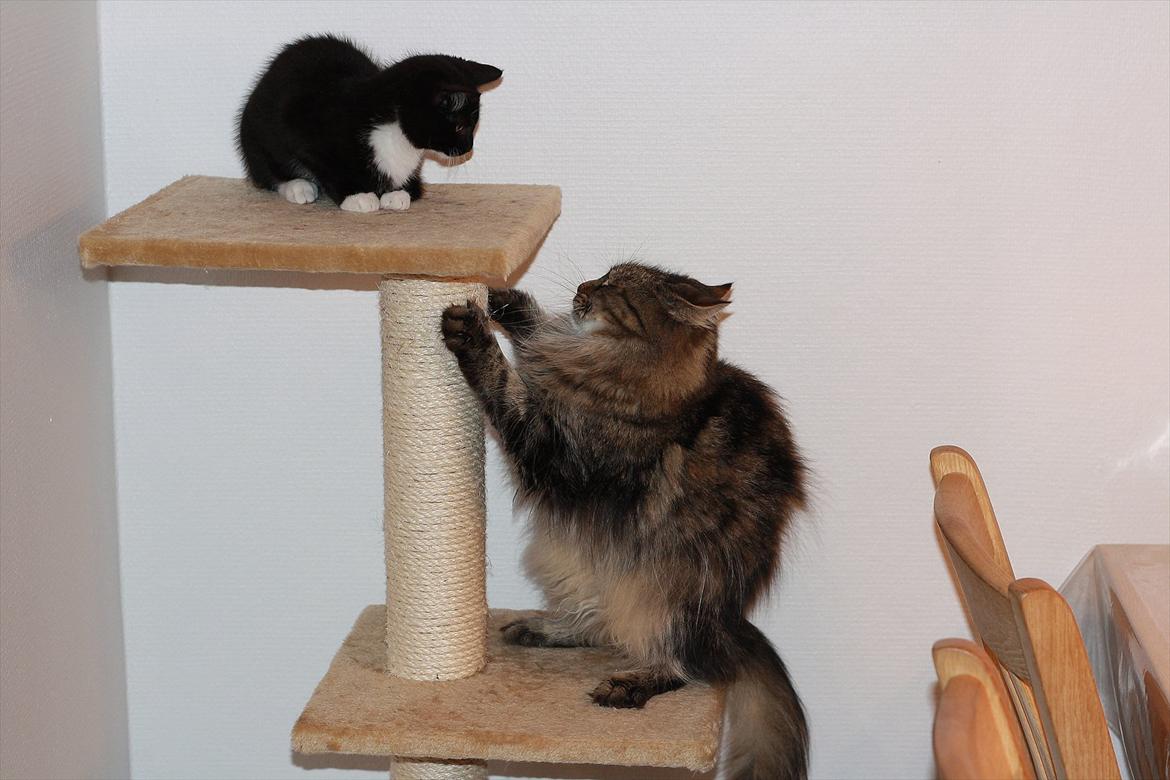 Blanding af racer Cossie billede 7