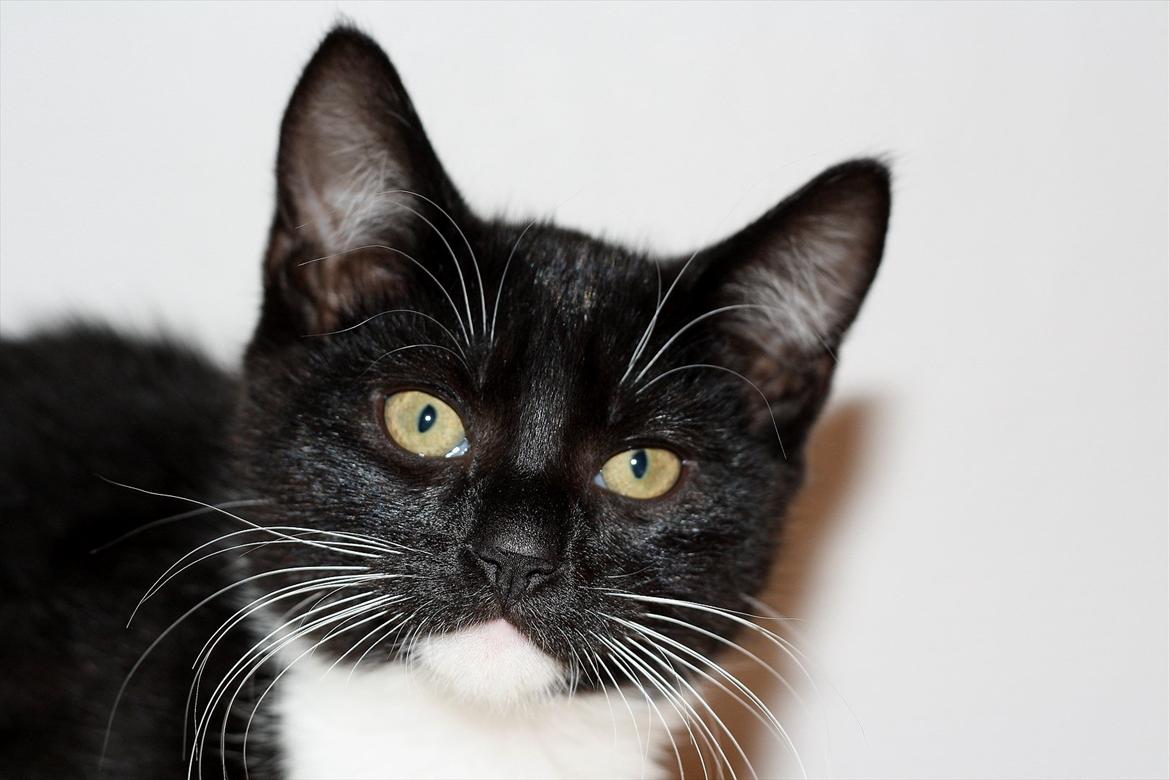 Blanding af racer Cossie billede 8